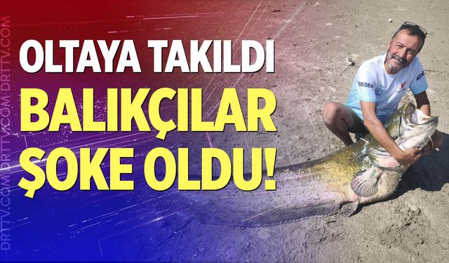 Baraj gölündeki iki dev yayın balığı oltaya takıldı