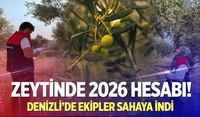 Denizli’de zeytin üretiminin 2026 tablosu sahada belirleniyor