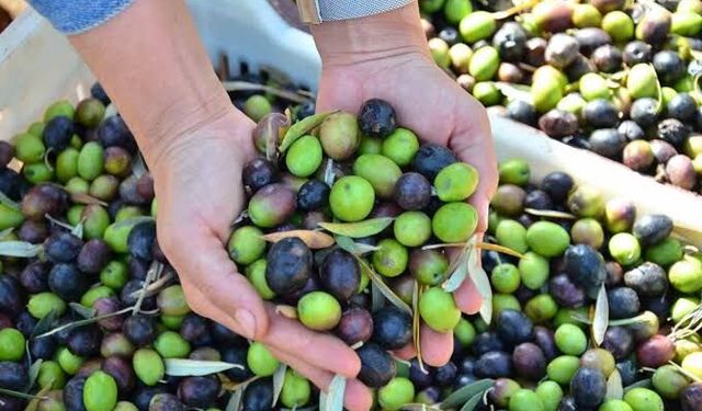 Denizli'de Zeytin Rekoltesi İçin Düğmeye Basıldı