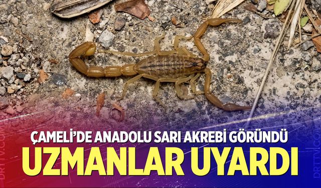 Çameli’de Anadolu Sarı Akrebi göründü: Uzmanlar uyardı