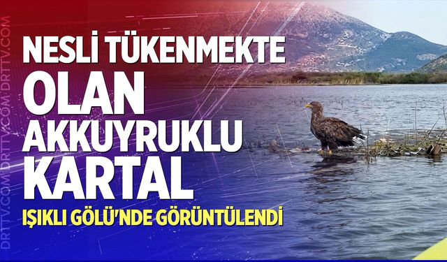 Nesli tükenmekte olan Akkuyruklu Kartal Işıklı Gölü'nde Görüntülendi