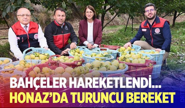 Trabzon hurmasında hasat heyecanı