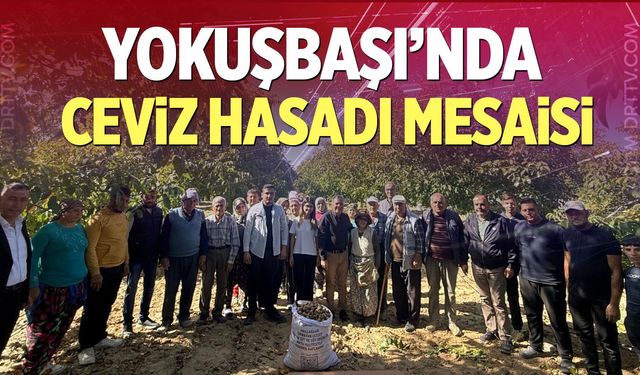 Yokuşbaşı’nda Ceviz Hasadı Mesaisi