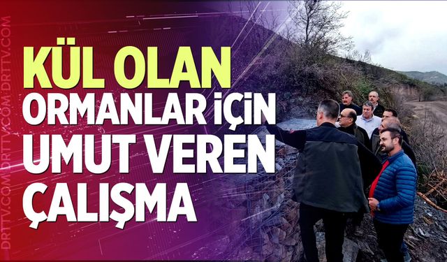 Kül Olan Ormanlar İçin Umut Veren Çalışma