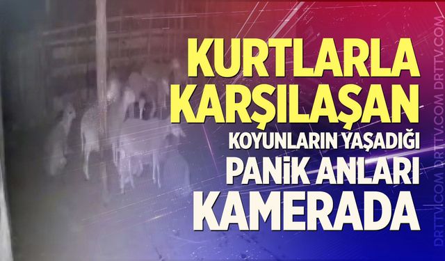 Kurtlarla Karşılaşan Koyunların Yaşadığı Panik Anları Kamerada