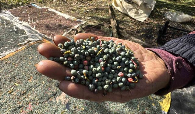 Meyvesi 300, yağı bin 200 liradan satılıyor
