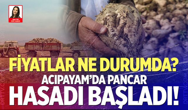 Acıpayam’da pancar sezonu açıldı! İşte fiyatı