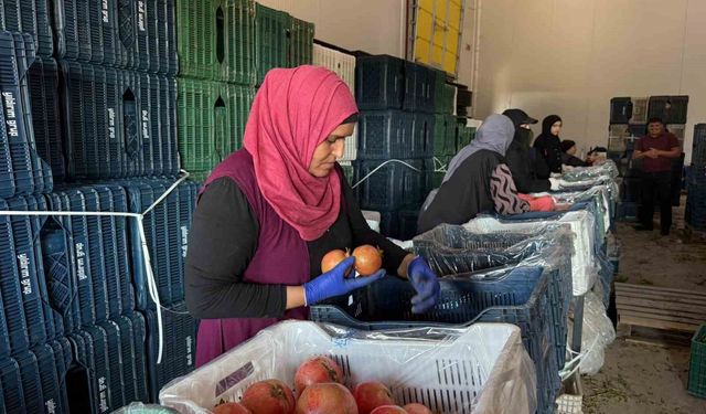 Yağmur uyarıları nar hasadını öne çekti: Tarlada kilosu 15-30 lira arasında