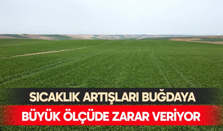 Sıcaklık artışları buğdaya büyük ölçüde zarar veriyor