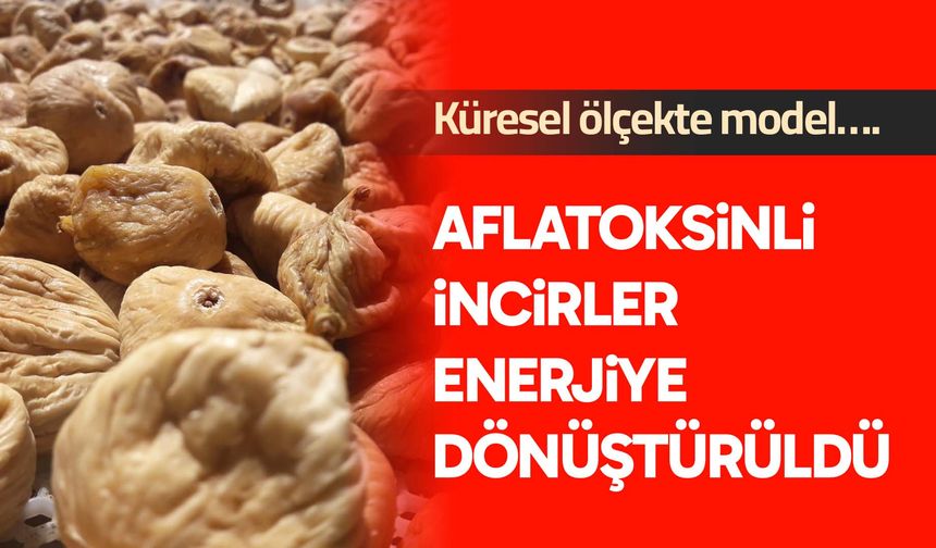 Aflatoksinli ürünler enerjiye dönüştürüldü