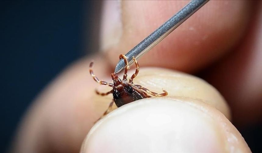 Uzmanından KKKA virüsü buluşturan kenelere karşı uyarılar