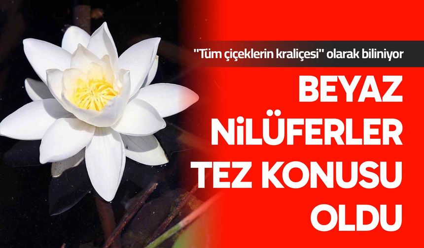Beyaz nilüferler tez konusu oldu
