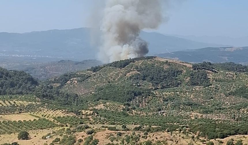 Germencik'te orman yangını