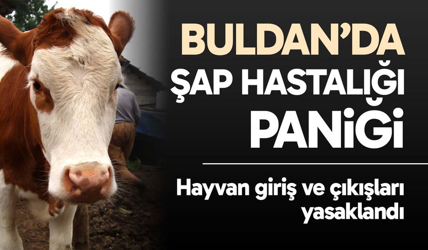 Buldan’da şap hastalığı paniği