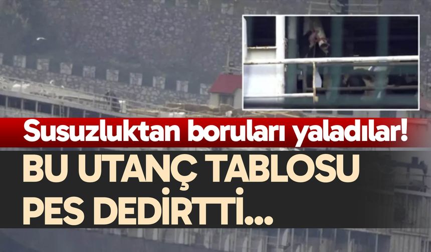 Susuzluktan boruları yaladılar!