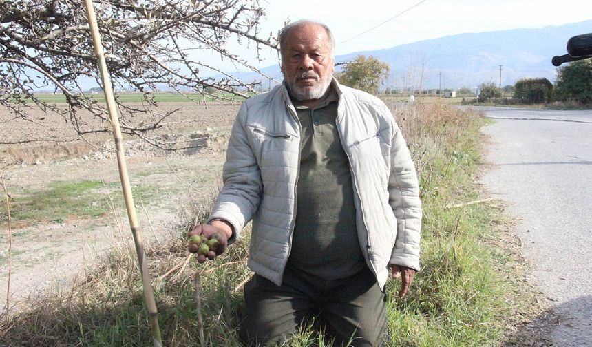 Alıç meyvesine vatandaşlar ilgi gösteriyor