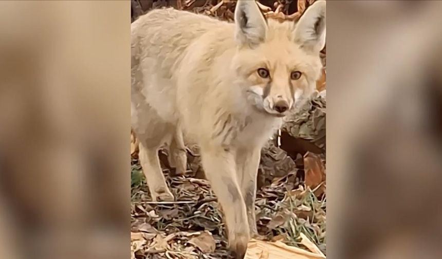 Çiftçinin tilkiyle sohbeti cep telefonu kamerasına yansıdı