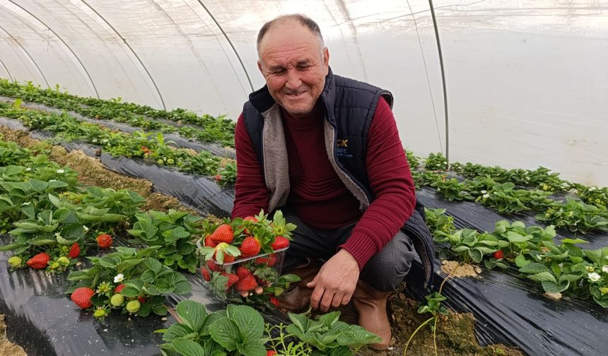 Kış çileği 200 TL'den alıcı buluyor