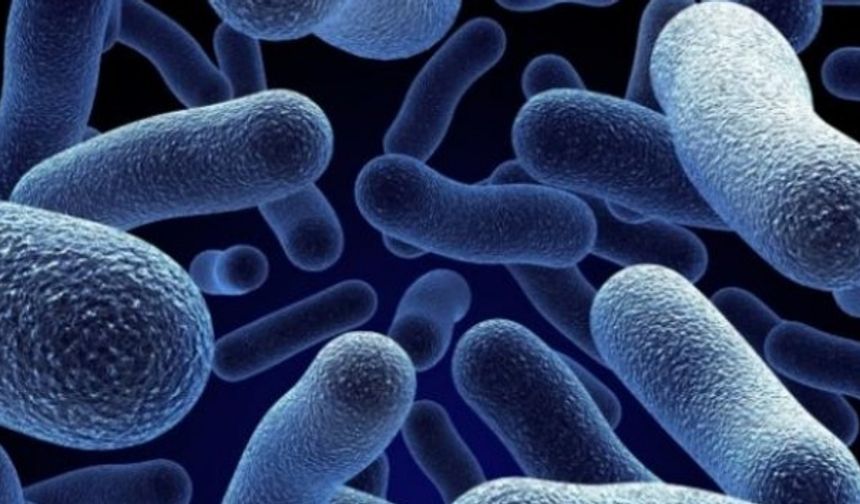 Salmonella enfeksiyonuna karşı altın kuralları uzmanı açıkladı