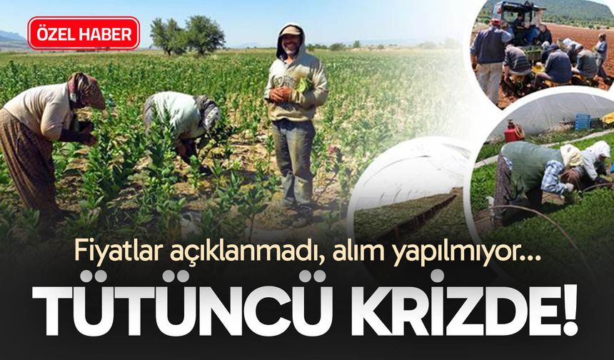 Denizli’de tütüncü krizde! Fiyatlar açıklanmadı, alım yapılmıyor…