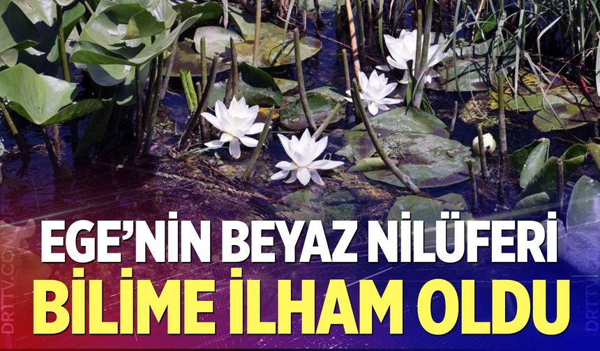 Ege’nin beyaz nilüferi bilime ilham oldu