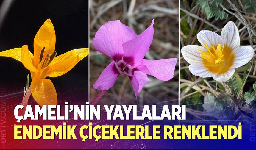 Çameli'nin yaylaları endemik çiçeklerle renklendi