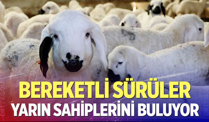 Bereketli sürüler yarın sahiplerini buluyor