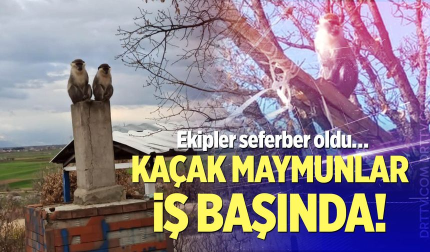 Kaçak maymunlar iş başında!