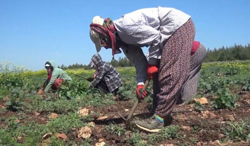 Mevsimlik tarım işçilerinin ortalama günlük ücretleri 2025 yılında yüzde 37,8 arttı