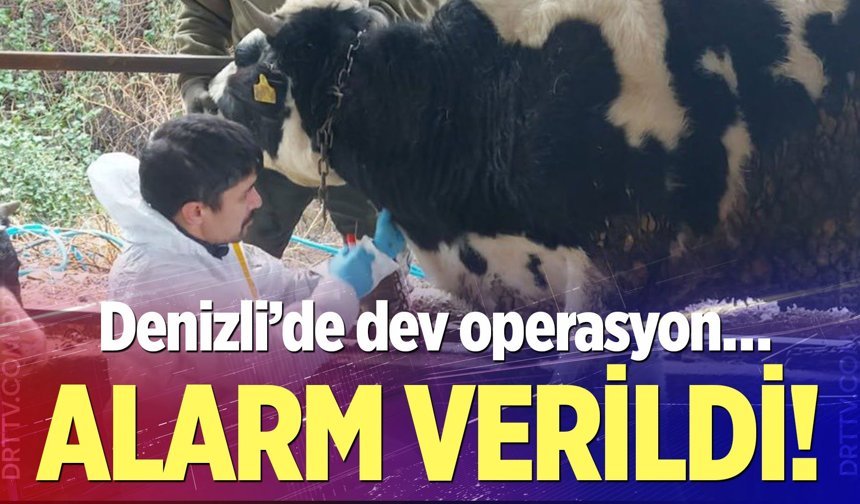 Denizli’de şap hastalığına karşı savaş açıldı…