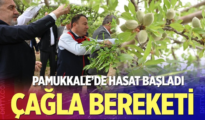 Denizli’nin Pamukkale İlçesinde çağla hasadı başladı