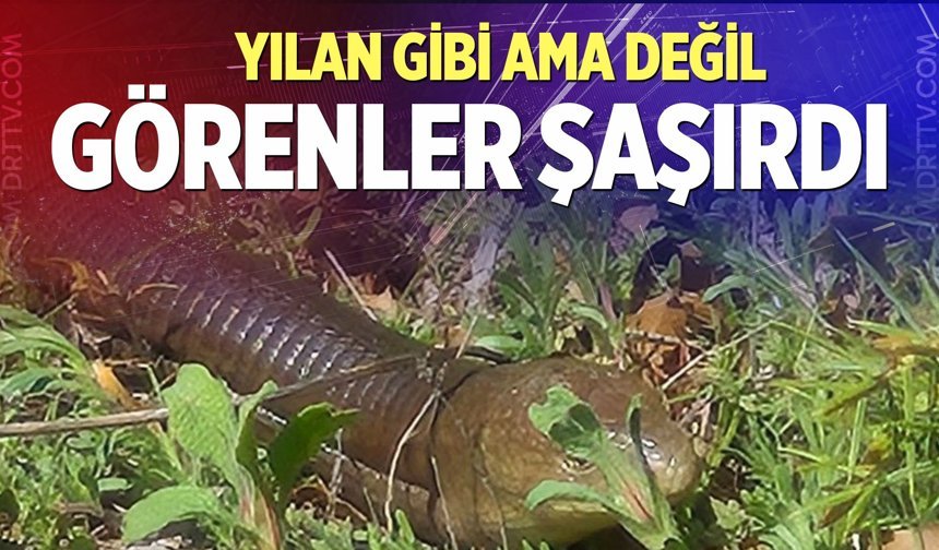 Demir yılan Bozkurt’ta ortaya çıktı