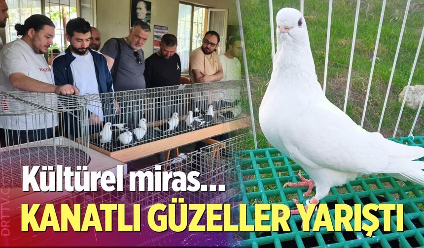 Denizli azman güvercinleri güzellikleriyle mest etti
