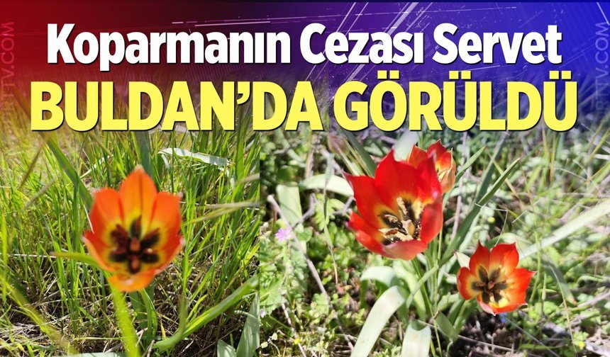 Buldan’da Anemon Lalesi Heyecanı! Koparmanın cezası dudak uçuklattı