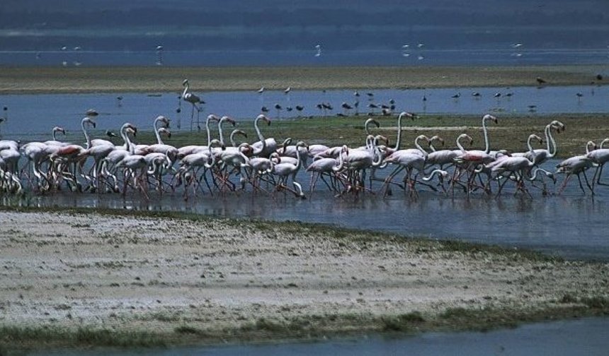 Flamingoların dansı Acıgöl’de büyüledi: Başkan Altıner'den davet var!