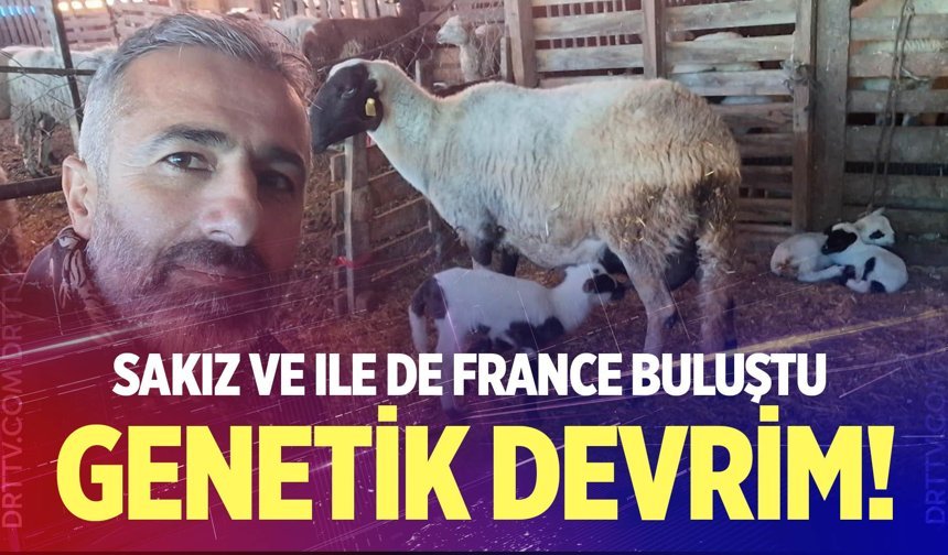 Sakız ve Ile de France buluştu, verim zirve yaptı