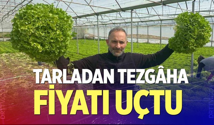 "Kıvırcık" bu yıl yüz güldürdü