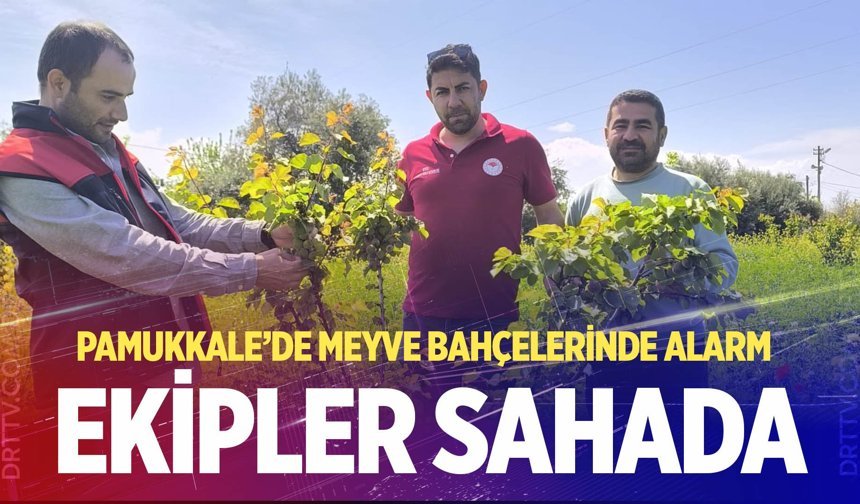 Pamukkale’de meyve bahçeleri denetleniyor