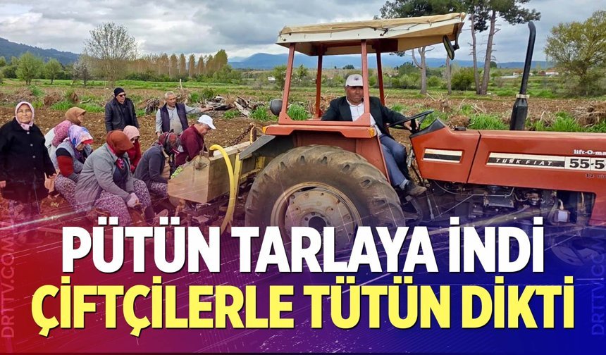 Beyağaç’ta tütün sezonu başladı: Başkan Pütün üreticilerle tarlada