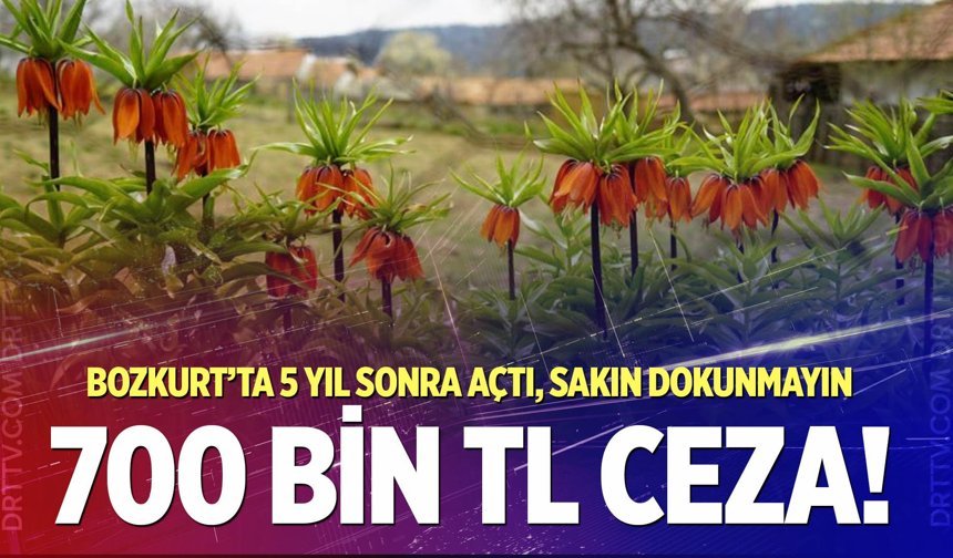 Bozkurt'un 150 yıllık mirası ters laleleri koparmanın cezası 700 bin TL