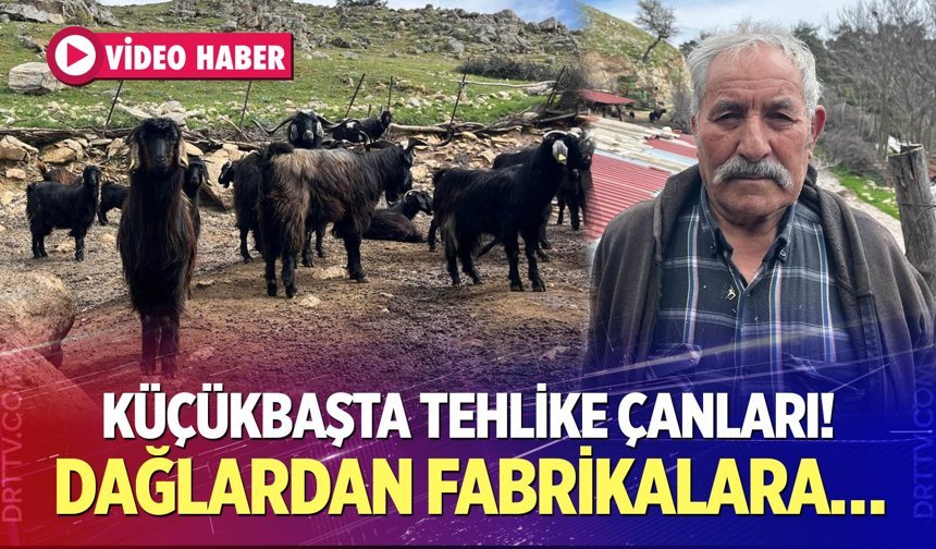 Denizli’de küçükbaş hayvancılıkta tehlike çanları çalıyor