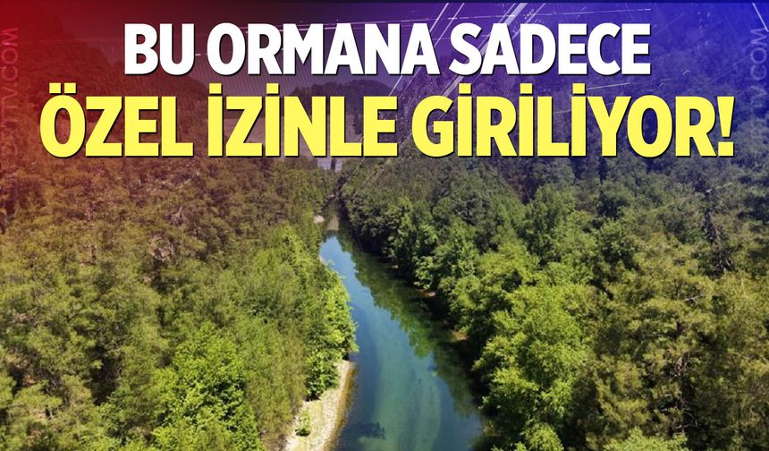Bu orman Türkiye'de ve dünyada 2 bölgede bulunuyor