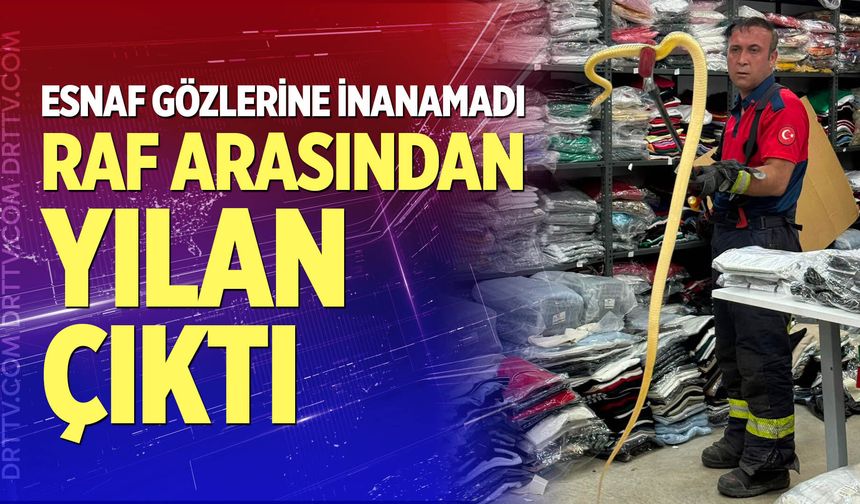 Raf arasından yılan çıktı