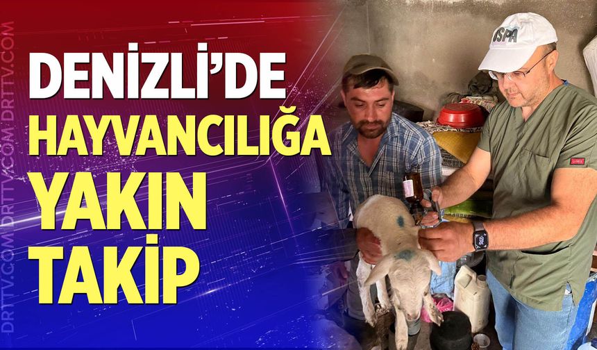 Denizli'de hayvancılığa yakın takip