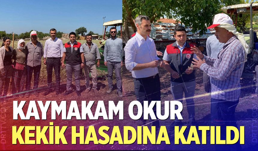 Kaymakam Okur, kekik hasadına katıldı