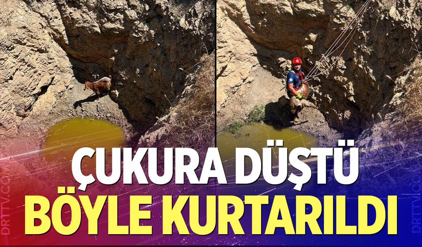 Çukura düşen keçi böyle kurtarıldı