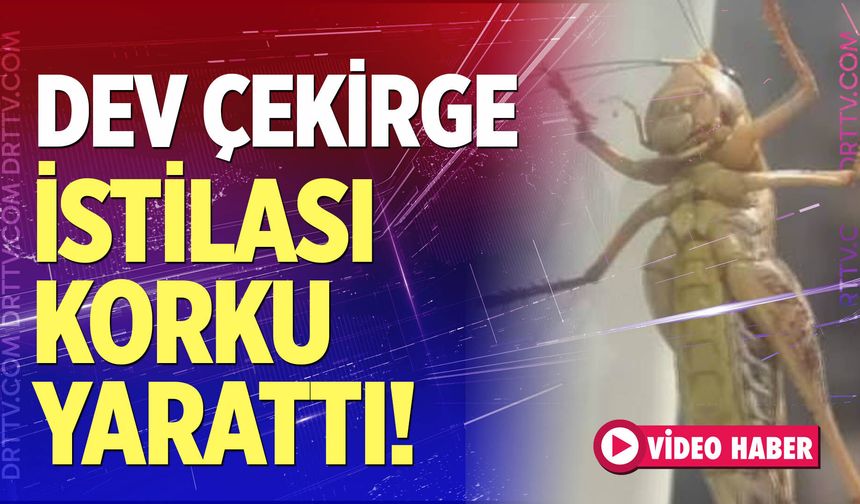 Dev çekirgeler evlere girdi!