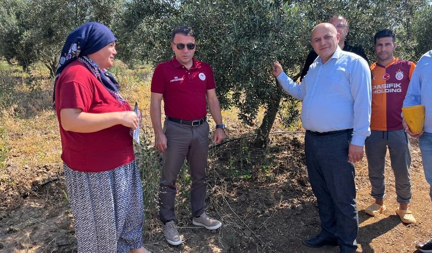 Buldan’da zeytin sineğine karşı fenomen tuzak dağıtıldı