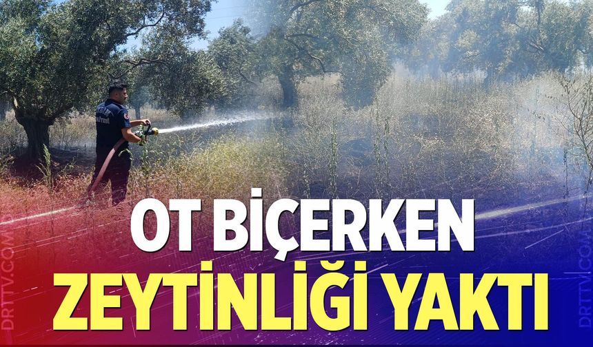 Ot biçerken zeytinliği yaktı