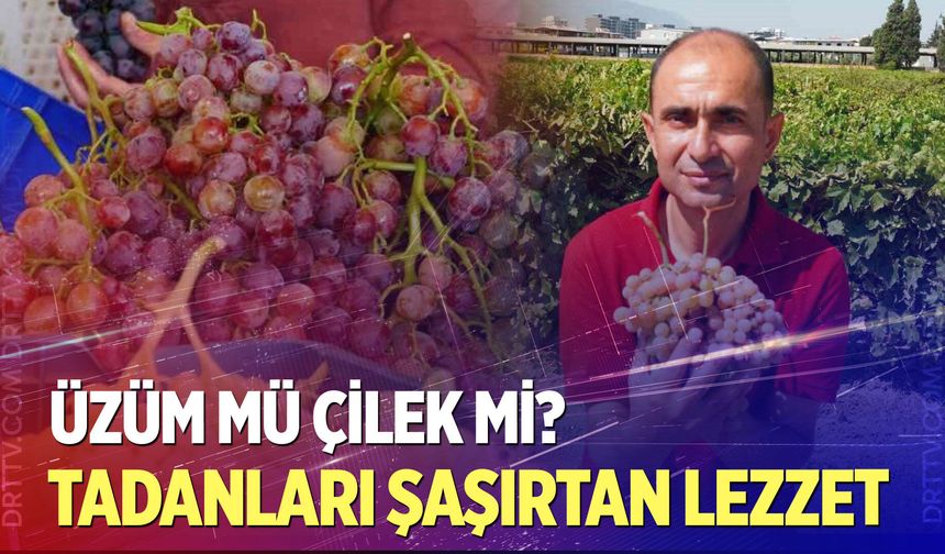 Üzümün içinden çilek tadı çıktı